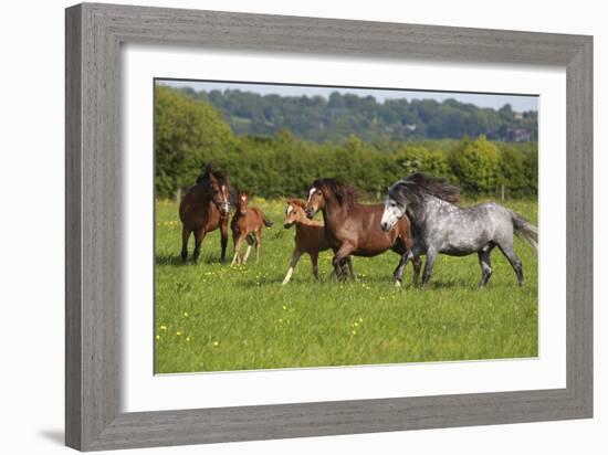 Farm UK 005-Bob Langrish-Framed Photographic Print