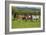 Farm UK 005-Bob Langrish-Framed Photographic Print