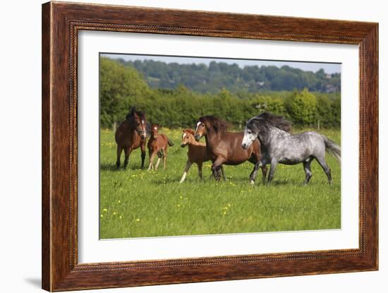 Farm UK 005-Bob Langrish-Framed Photographic Print