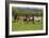 Farm UK 005-Bob Langrish-Framed Photographic Print