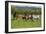 Farm UK 005-Bob Langrish-Framed Photographic Print