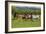 Farm UK 005-Bob Langrish-Framed Photographic Print