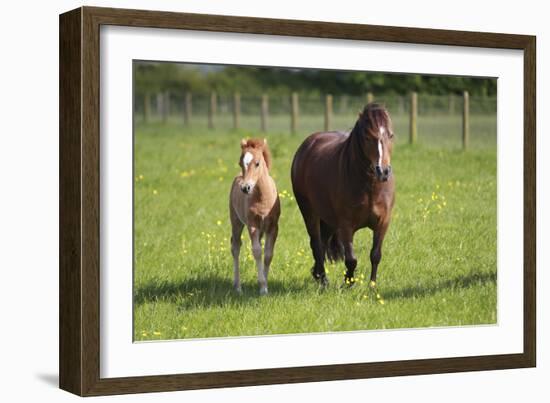 Farm UK 007-Bob Langrish-Framed Photographic Print