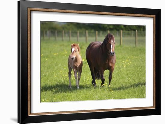 Farm UK 007-Bob Langrish-Framed Photographic Print