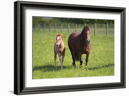 Farm UK 007-Bob Langrish-Framed Photographic Print