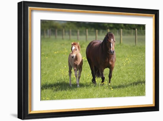 Farm UK 007-Bob Langrish-Framed Photographic Print