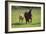 Farm UK 007-Bob Langrish-Framed Photographic Print