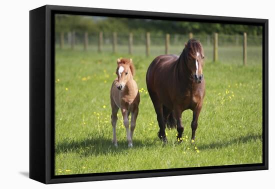 Farm UK 007-Bob Langrish-Framed Premier Image Canvas