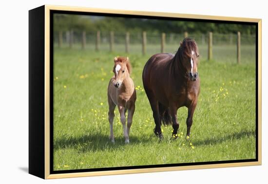 Farm UK 007-Bob Langrish-Framed Premier Image Canvas