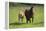 Farm UK 007-Bob Langrish-Framed Premier Image Canvas