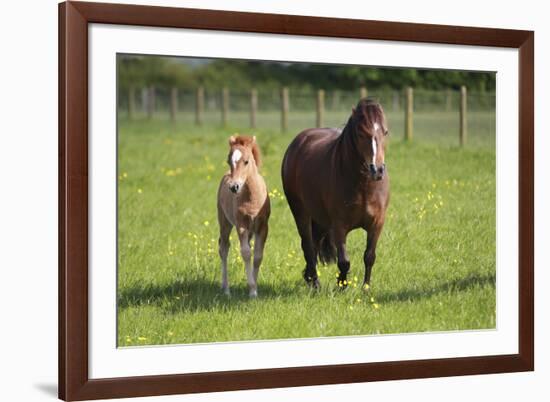 Farm UK 007-Bob Langrish-Framed Photographic Print