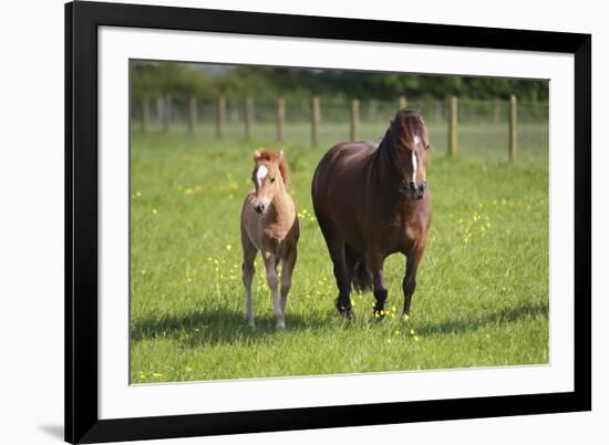 Farm UK 007-Bob Langrish-Framed Photographic Print