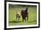 Farm UK 007-Bob Langrish-Framed Photographic Print