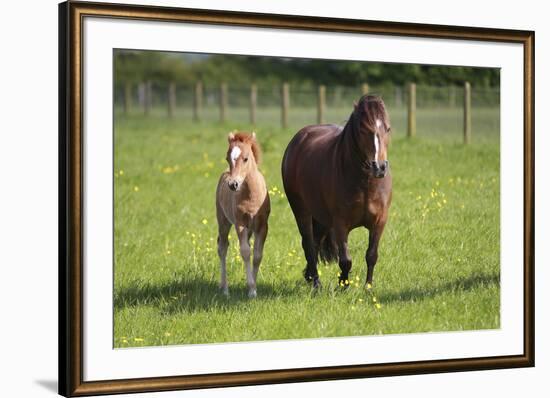 Farm UK 007-Bob Langrish-Framed Photographic Print