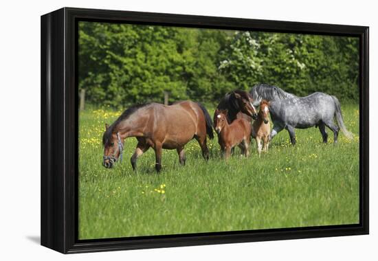 Farm UK 010-Bob Langrish-Framed Premier Image Canvas