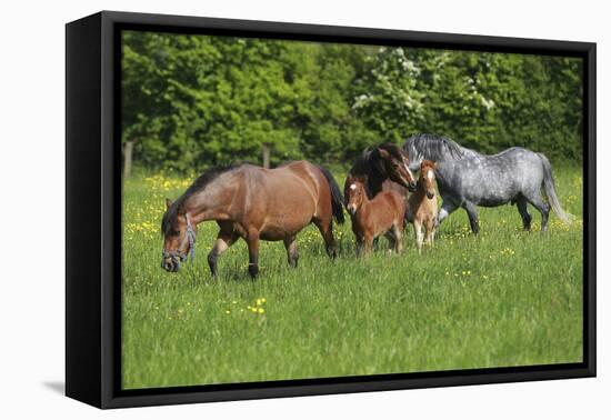 Farm UK 010-Bob Langrish-Framed Premier Image Canvas