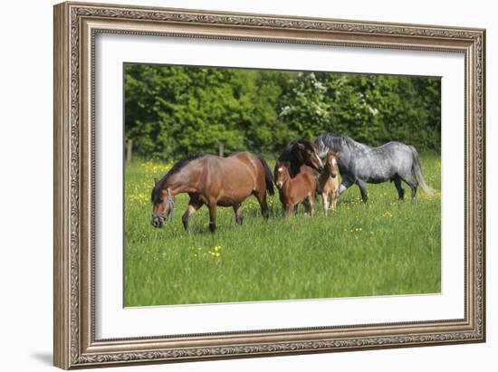 Farm UK 010-Bob Langrish-Framed Photographic Print