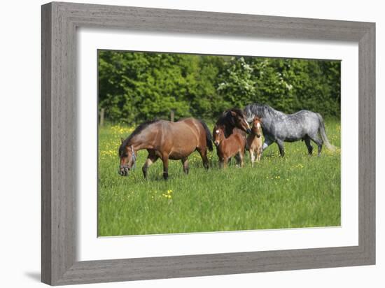 Farm UK 010-Bob Langrish-Framed Photographic Print