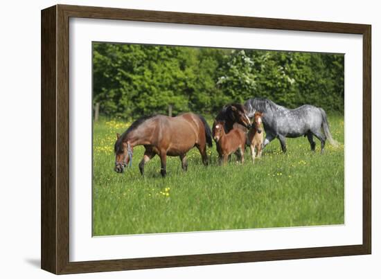 Farm UK 010-Bob Langrish-Framed Photographic Print