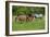 Farm UK 010-Bob Langrish-Framed Photographic Print