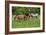 Farm UK 010-Bob Langrish-Framed Photographic Print