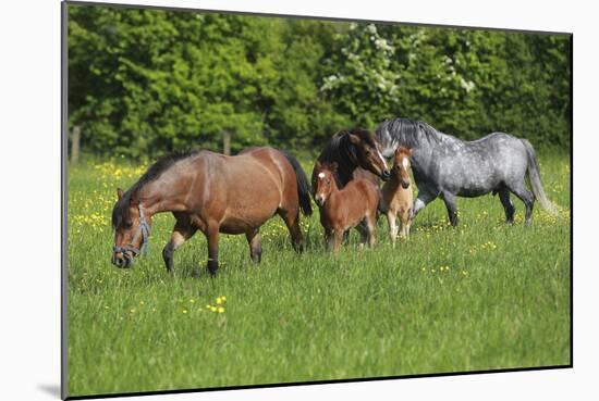 Farm UK 010-Bob Langrish-Mounted Photographic Print