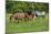 Farm UK 010-Bob Langrish-Mounted Photographic Print