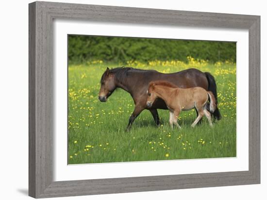 Farm UK 011-Bob Langrish-Framed Photographic Print