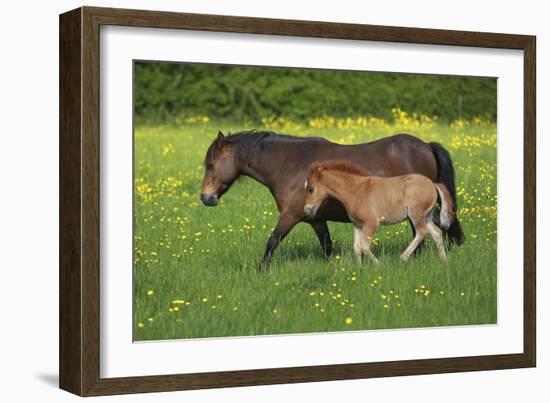 Farm UK 011-Bob Langrish-Framed Photographic Print