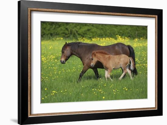 Farm UK 011-Bob Langrish-Framed Photographic Print