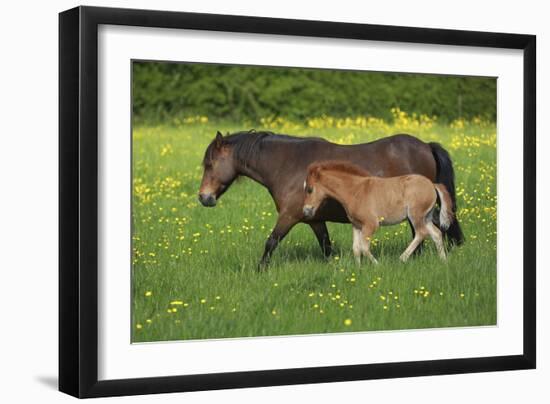 Farm UK 011-Bob Langrish-Framed Photographic Print