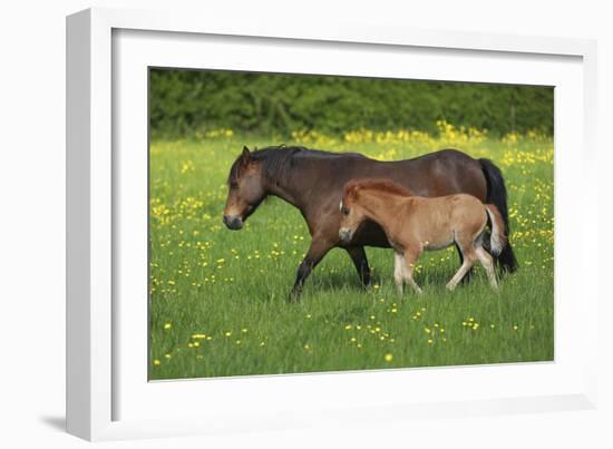 Farm UK 011-Bob Langrish-Framed Photographic Print