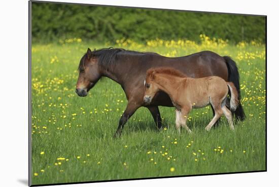 Farm UK 011-Bob Langrish-Mounted Photographic Print