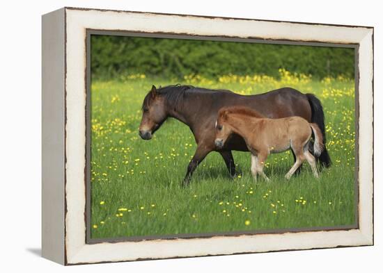 Farm UK 011-Bob Langrish-Framed Premier Image Canvas