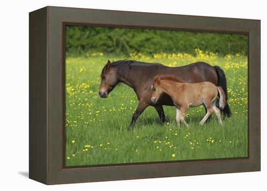 Farm UK 011-Bob Langrish-Framed Premier Image Canvas