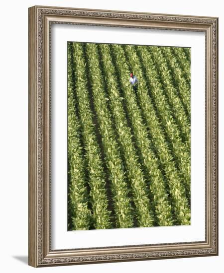 Farm Worker is Makes His Way across a Burley Tobacco Field Pulling Suckers from the Plants-null-Framed Photographic Print