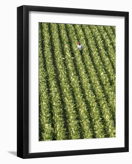 Farm Worker is Makes His Way across a Burley Tobacco Field Pulling Suckers from the Plants-null-Framed Photographic Print