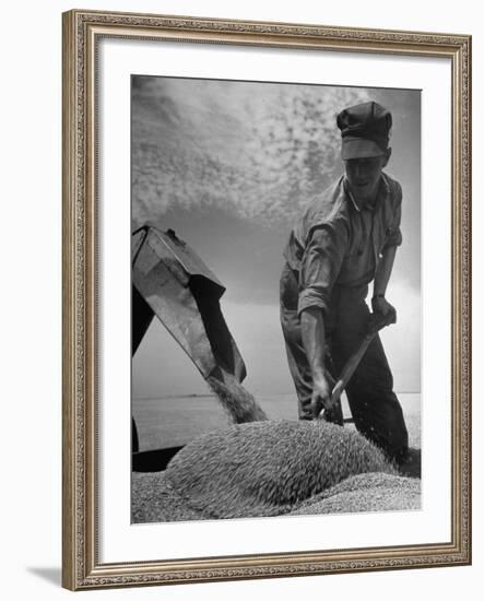 Farm Worker Shoveling Harvested Wheat-Ed Clark-Framed Premium Photographic Print
