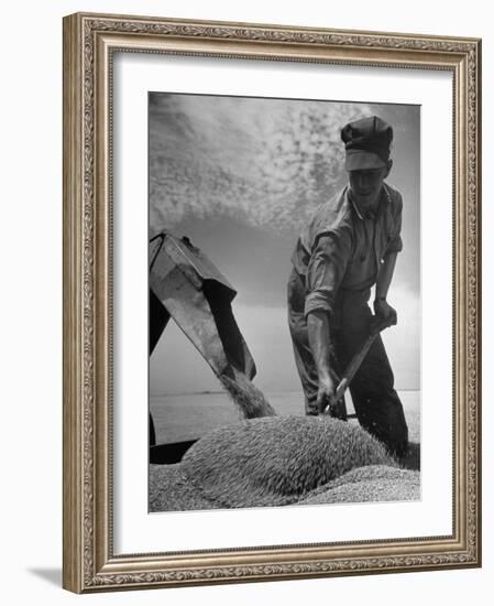 Farm Worker Shoveling Harvested Wheat-Ed Clark-Framed Photographic Print