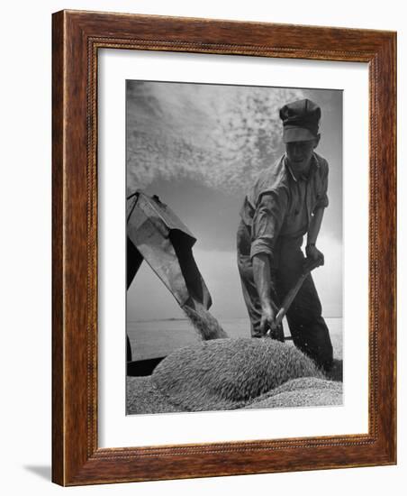 Farm Worker Shoveling Harvested Wheat-Ed Clark-Framed Photographic Print