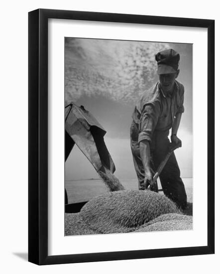 Farm Worker Shoveling Harvested Wheat-Ed Clark-Framed Photographic Print