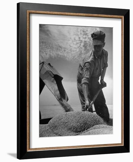 Farm Worker Shoveling Harvested Wheat-Ed Clark-Framed Photographic Print