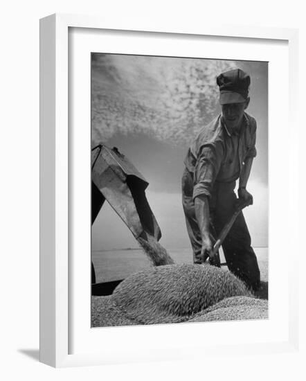 Farm Worker Shoveling Harvested Wheat-Ed Clark-Framed Photographic Print