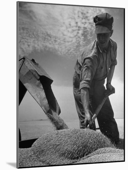 Farm Worker Shoveling Harvested Wheat-Ed Clark-Mounted Photographic Print