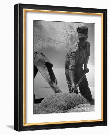 Farm Worker Shoveling Harvested Wheat-Ed Clark-Framed Photographic Print