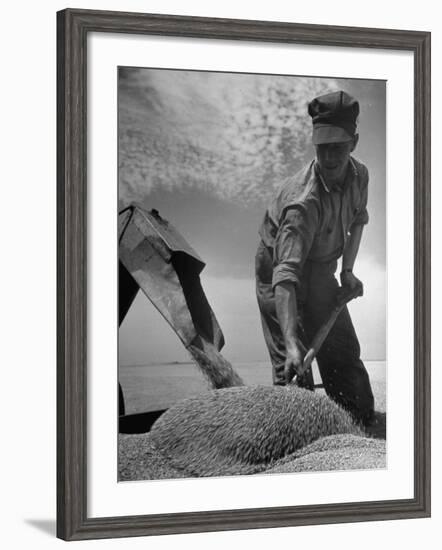 Farm Worker Shoveling Harvested Wheat-Ed Clark-Framed Photographic Print