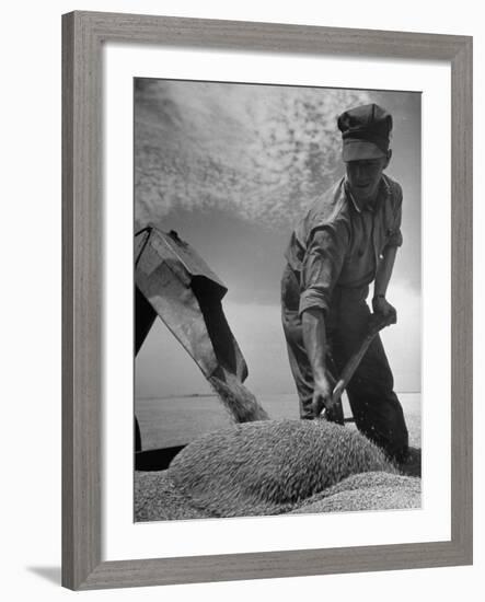 Farm Worker Shoveling Harvested Wheat-Ed Clark-Framed Photographic Print