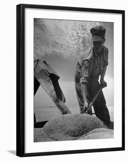 Farm Worker Shoveling Harvested Wheat-Ed Clark-Framed Photographic Print