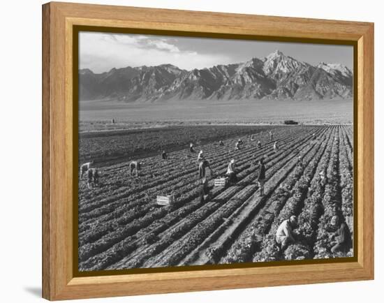 Farm workers harvesting  near Mount Williamson, Manzanar Relocation Center, California, 1943-Ansel Adams-Framed Premier Image Canvas
