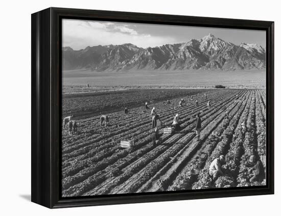 Farm workers harvesting  near Mount Williamson, Manzanar Relocation Center, California, 1943-Ansel Adams-Framed Premier Image Canvas